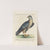 Ornithologia methodice digesta Pl.027 by Saverio Manetti