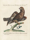 Ornithologia methodice digesta Pl.028