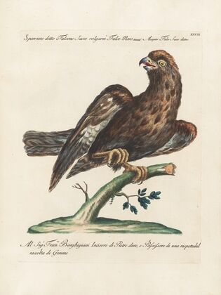 Ornithologia methodice digesta Pl.028