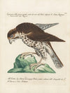 Ornithologia methodice digesta Pl.029