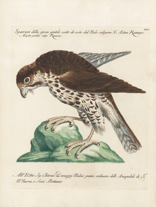 Ornithologia methodice digesta Pl.029