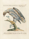 Ornithologia methodice digesta Pl.030
