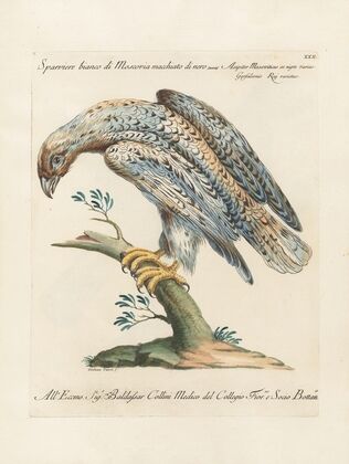 Ornithologia methodice digesta Pl.030