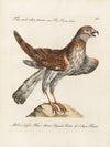 Ornithologia methodice digesta Pl.031
