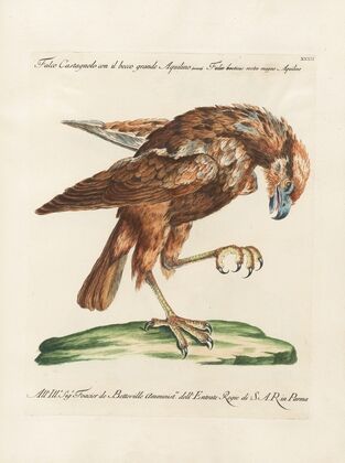 Ornithologia methodice digesta Pl.032