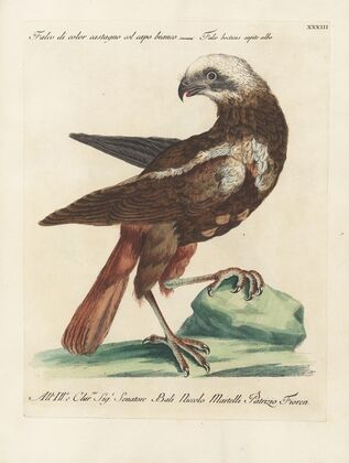Ornithologia methodice digesta Pl.033