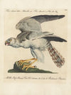 Ornithologia methodice digesta Pl.035
