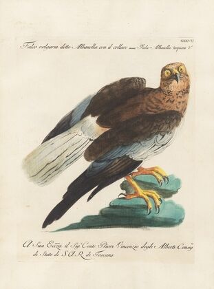 Ornithologia methodice digesta Pl.037
