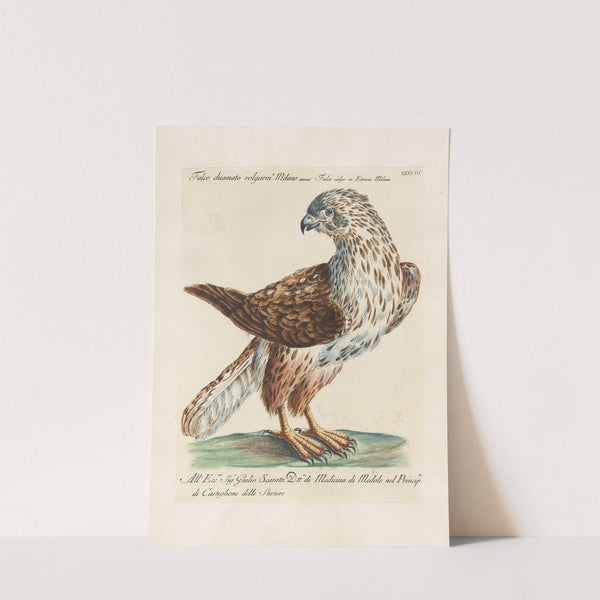 Ornithologia methodice digesta Pl.038 by Saverio Manetti