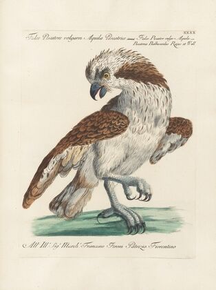 Ornithologia methodice digesta Pl.040