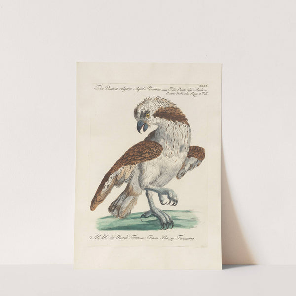 Ornithologia methodice digesta Pl.040 by Saverio Manetti