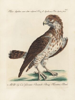 Ornithologia methodice digesta Pl.041