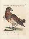 Ornithologia methodice digesta Pl.042