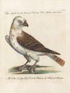 Ornithologia methodice digesta Pl.043