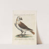 Ornithologia methodice digesta Pl.043 by Saverio Manetti