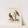Ornithologia methodice digesta Pl.044 by Saverio Manetti