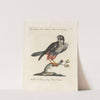 Ornithologia methodice digesta Pl.045 by Saverio Manetti