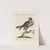 Ornithologia methodice digesta Pl.045 by Saverio Manetti