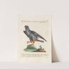 Ornithologia methodice digesta Pl.046 by Saverio Manetti