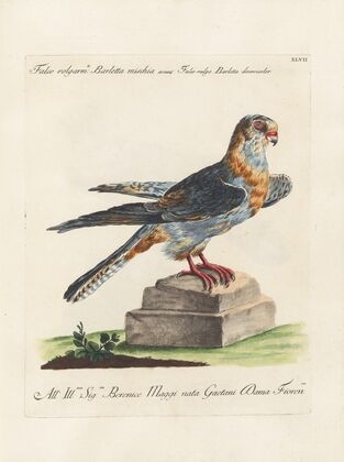 Ornithologia methodice digesta Pl.047