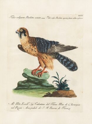 Ornithologia methodice digesta Pl.048