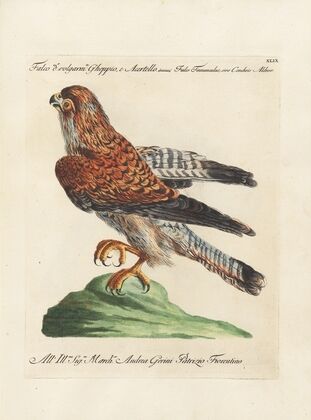 Ornithologia methodice digesta Pl.049