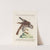 Ornithologia methodice digesta Pl.050 by Saverio Manetti