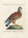 Ornithologia methodice digesta Pl.052