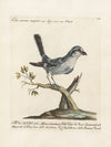 Ornithologia methodice digesta Pl.053