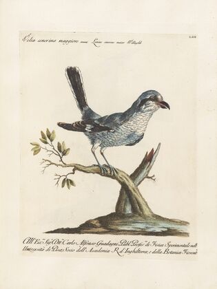 Ornithologia methodice digesta Pl.053
