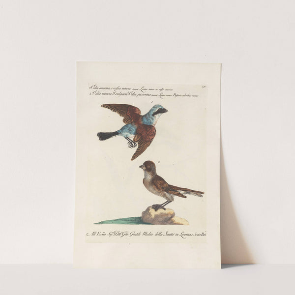 Ornithologia methodice digesta Pl.055 by Saverio Manetti