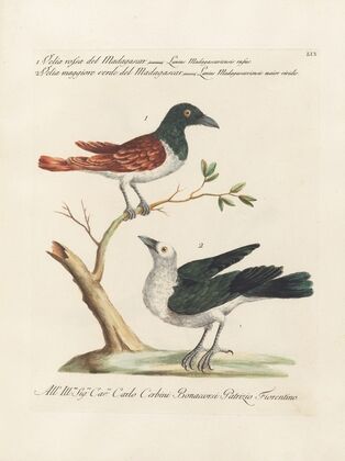 Ornithologia methodice digesta Pl.059