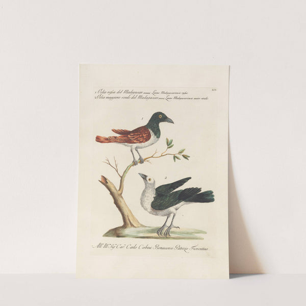 Ornithologia methodice digesta Pl.059 by Saverio Manetti