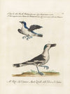 Ornithologia methodice digesta Pl.060