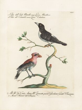 Ornithologia methodice digesta Pl.062