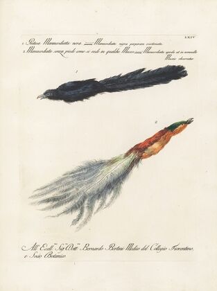 Ornithologia methodice digesta Pl.064