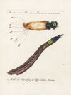 Ornithologia methodice digesta Pl.065