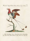 Ornithologia methodice digesta Pl.066