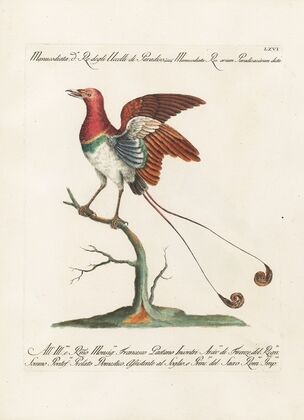 Ornithologia methodice digesta Pl.066