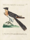 Ornithologia methodice digesta Pl.071