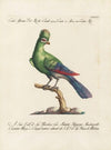 Ornithologia methodice digesta Pl.073
