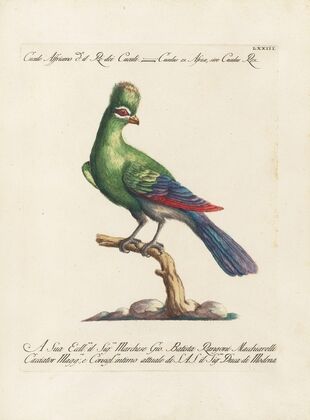Ornithologia methodice digesta Pl.073