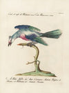 Ornithologia methodice digesta Pl.077