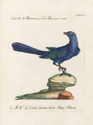 Ornithologia methodice digesta Pl.078