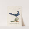 Ornithologia methodice digesta Pl.078 by Saverio Manetti