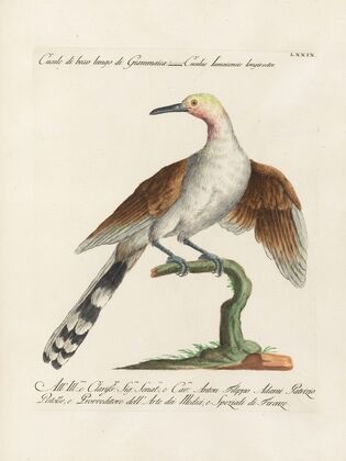 Ornithologia methodice digesta Pl.079