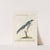 Ornithologia methodice digesta Pl.080 by Saverio Manetti