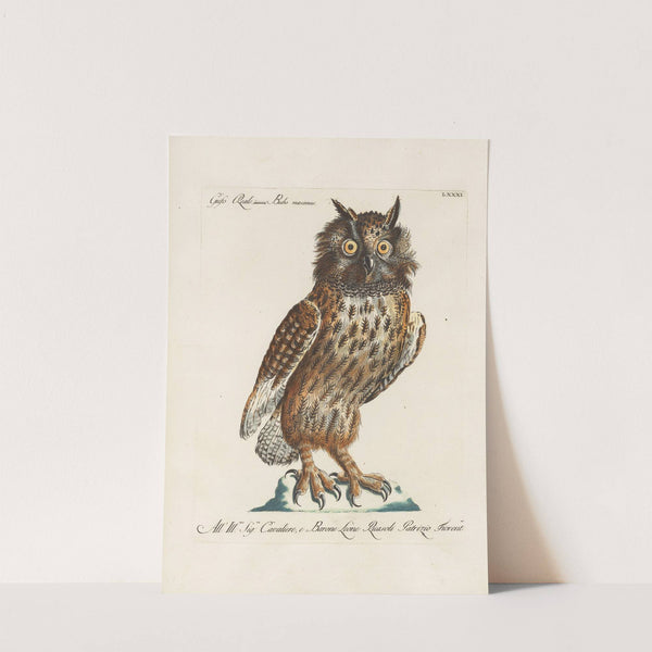 Ornithologia methodice digesta Pl.081 by Saverio Manetti