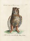 Ornithologia methodice digesta Pl.082