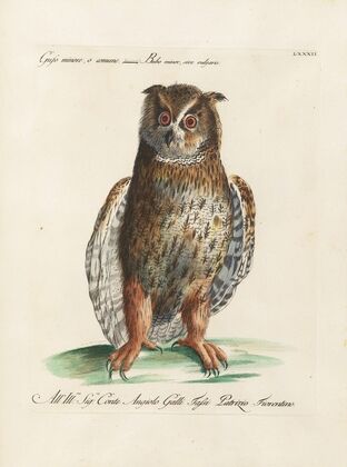 Ornithologia methodice digesta Pl.082